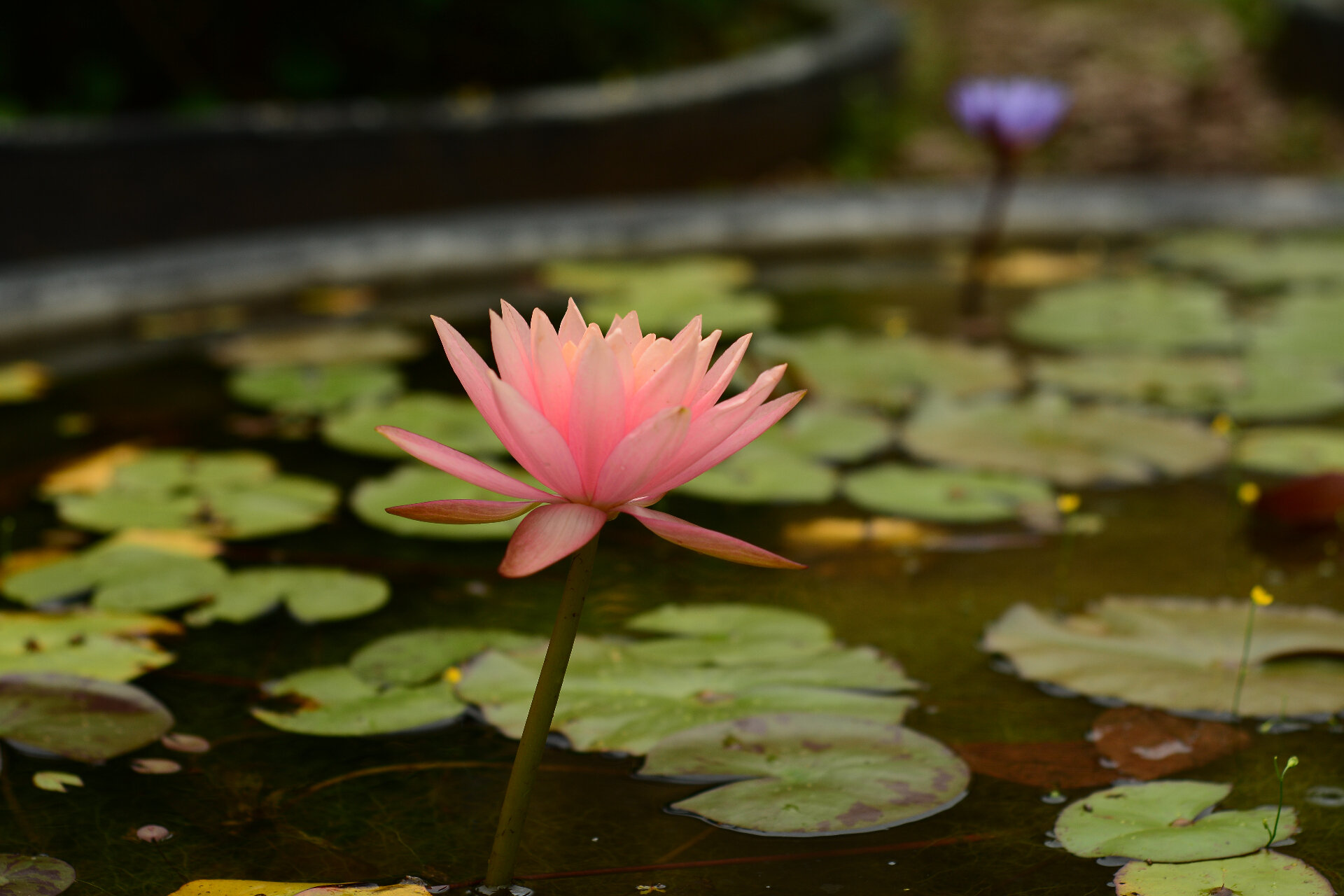 Flor de loto rosa sobre estanque con nenúfares
